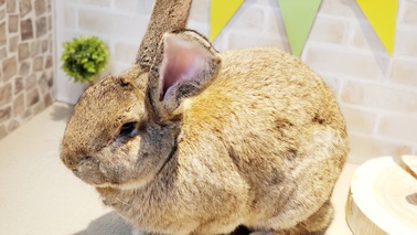 格安特販 - オリジナルのうさぎ(36)&(37) - セレクトショップ:9463円